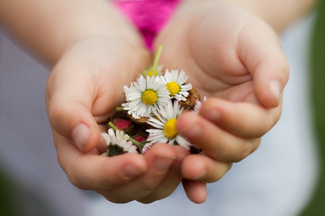 小さなお花をもつ子供の手の写真